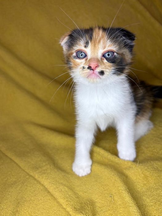 De vânzare 4 puiuți scottish fold