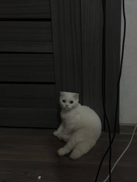 Продам вислоухую кошечку