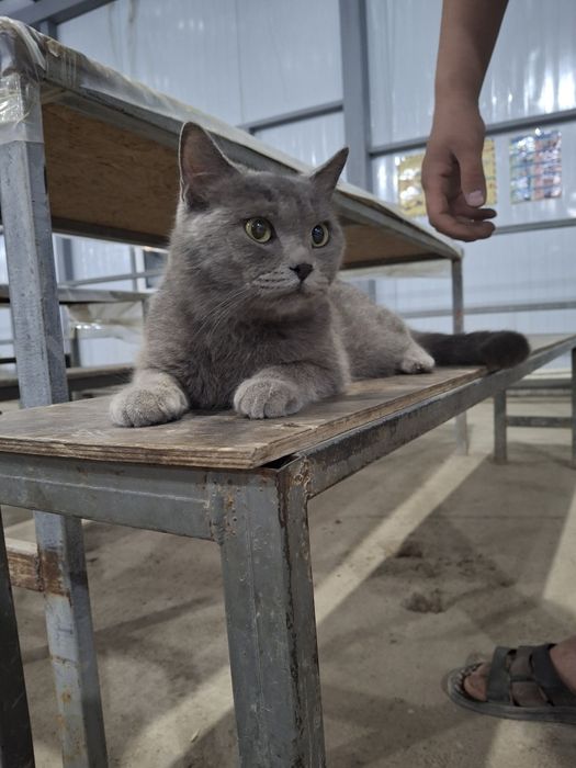 Scottish Straight 3 yosh Erkak Nasl olish uchun