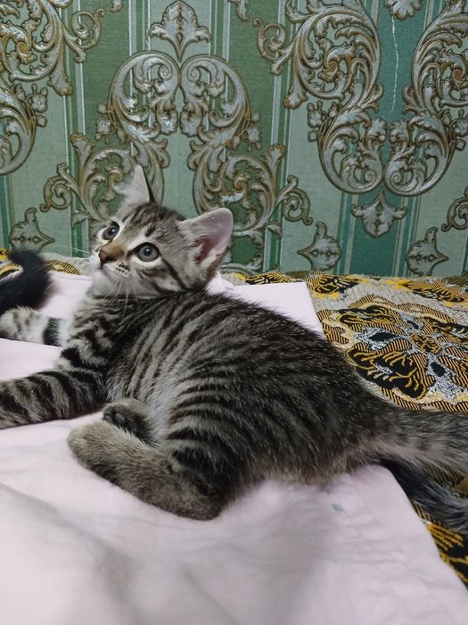 Котята бесплатно