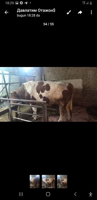 Buqa sotiladi yeb ichishi zor