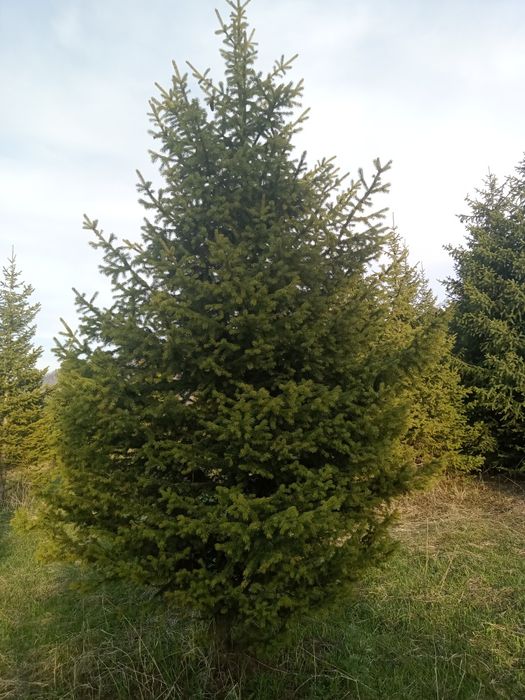 Ёлки разных размеров