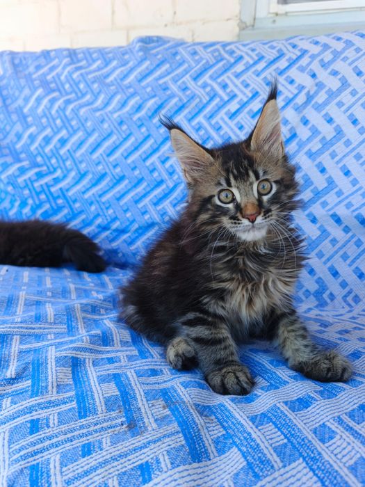 Мейн Кун котятки