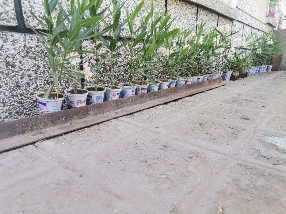 ПРОМОЦИЯ Зокум / Олеандър