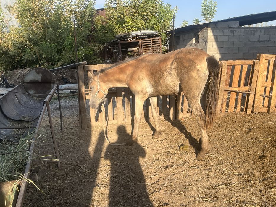 Продам кобылу
