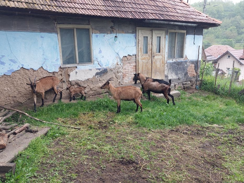 Vand capre franceza alpina cu pedigree