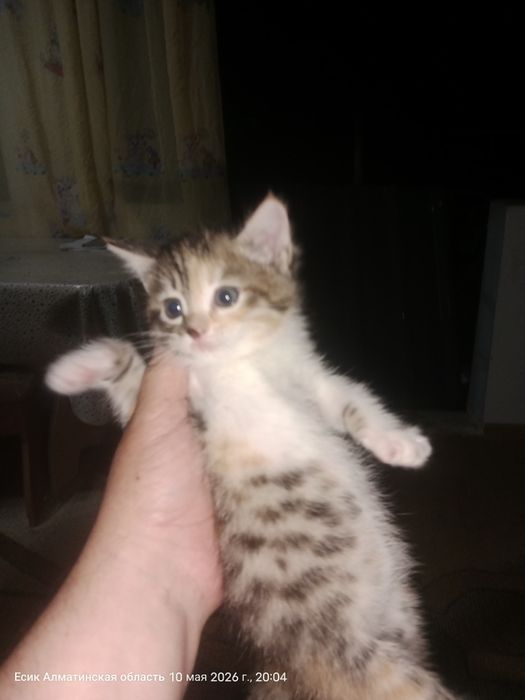 Очень красивый кот