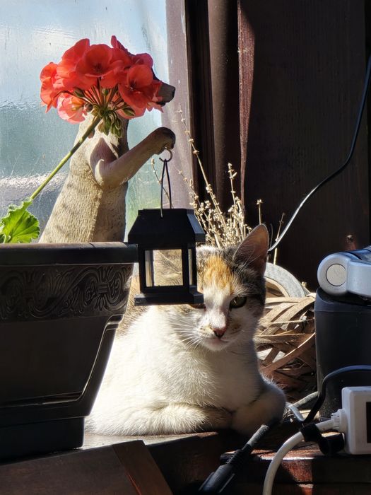 Adopție pui pisică - Bănești, Prahova