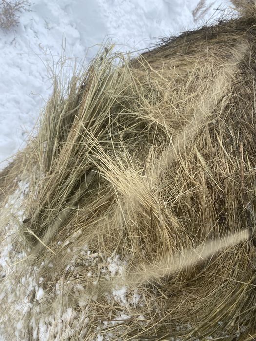 Продам Сено Рулоны