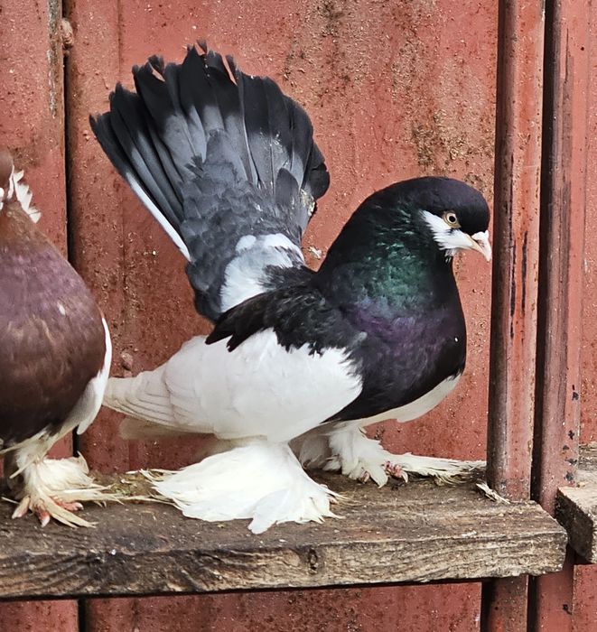 De vânzare  Porumbei de Volga