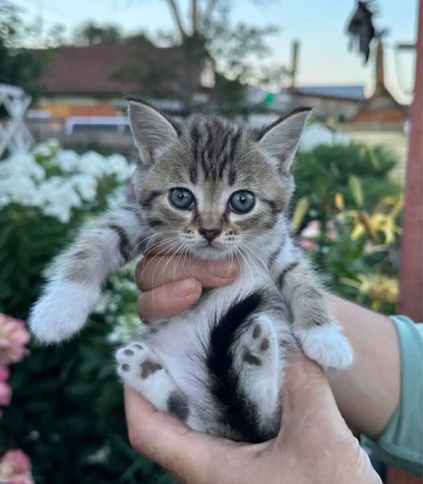 Котята в добрые руки