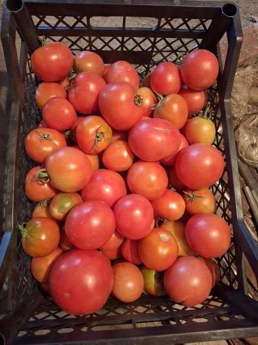 Продам дачные помидоры
