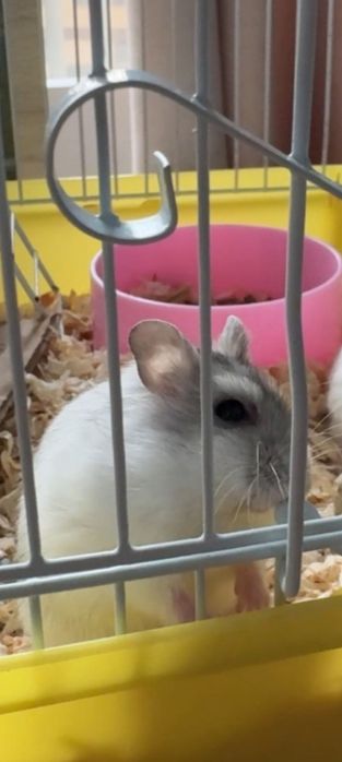 Vand hamster pitic