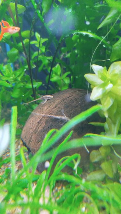 Стурисома панамская