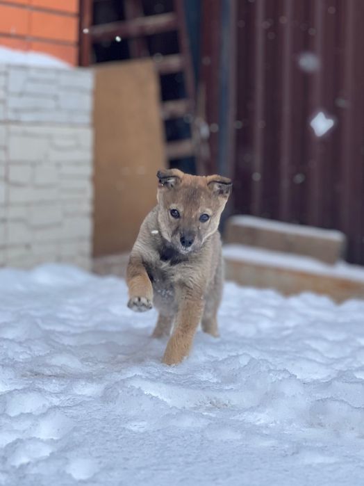 Күшік / щенок девочка