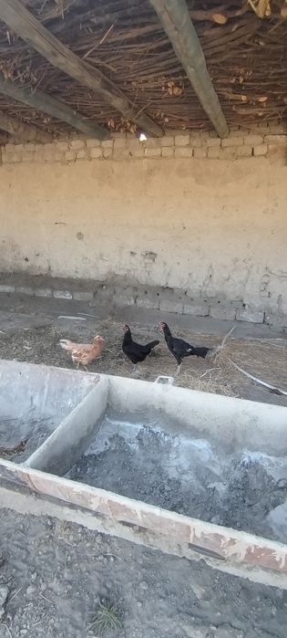 SOTILADI  Uy sharoit boqilgan