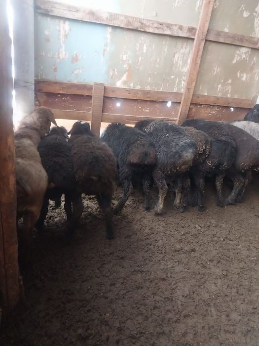 11бас кошкарлар семиз сатылады