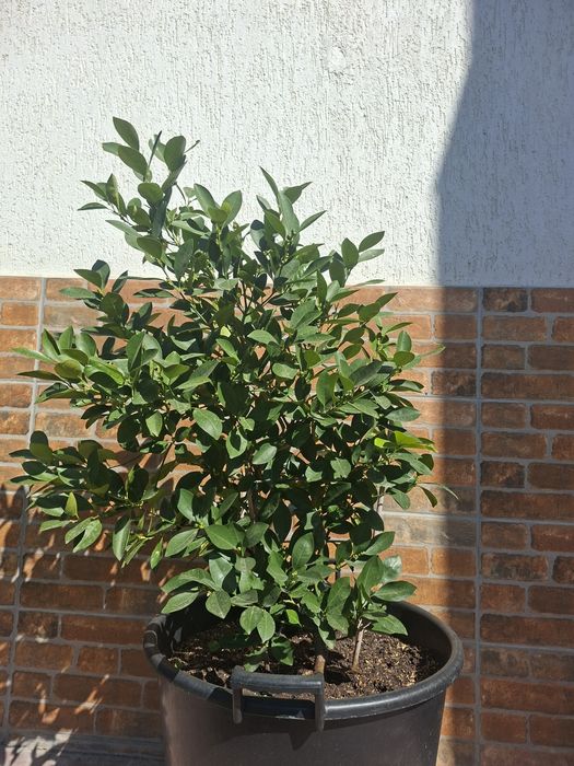 Plante decorative