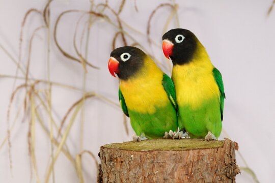 Масковые Неразлучники Очень дешево