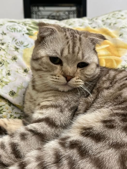 Вязка Шотландский Кот