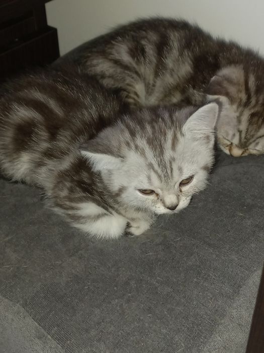 Продам котят скоттиш страйт и скоттиш фолд.