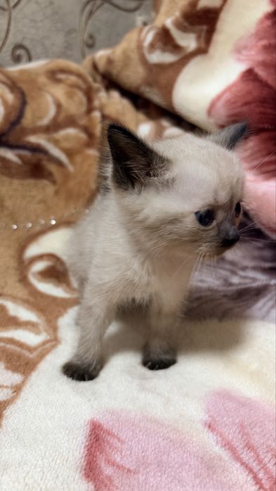 Вислоухие котята