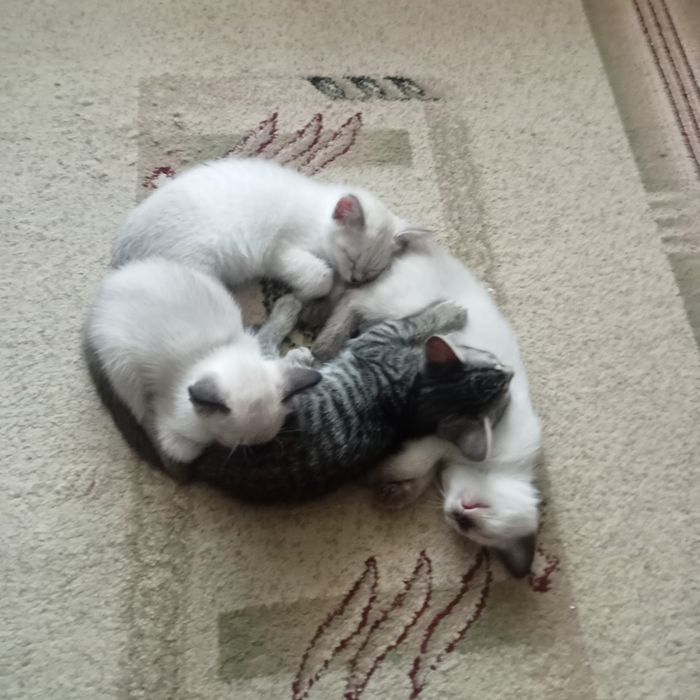 Отдам котят в надёжные добрые руки.