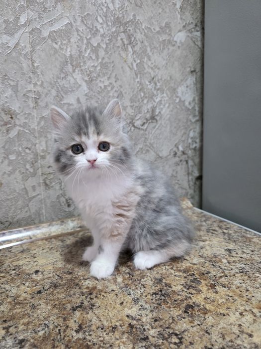 Продаётся котёнок хайленд две девочки и мальчик