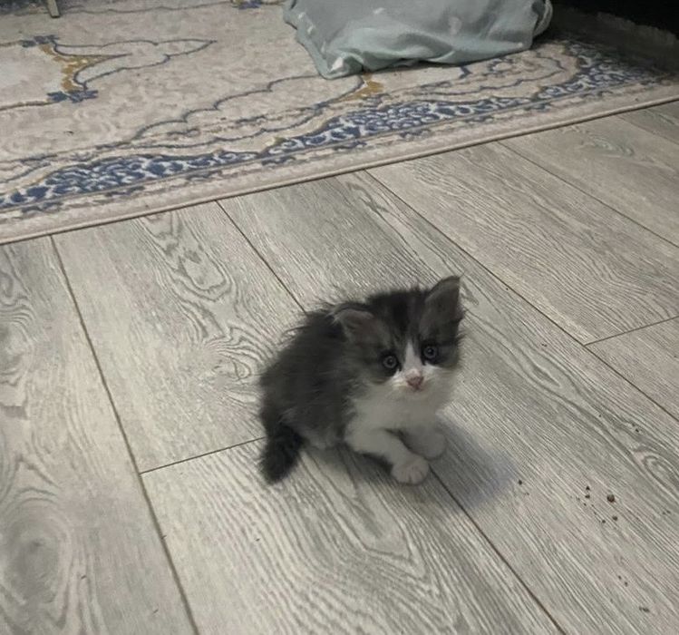 Кошка бесплатно даем хорошим людям