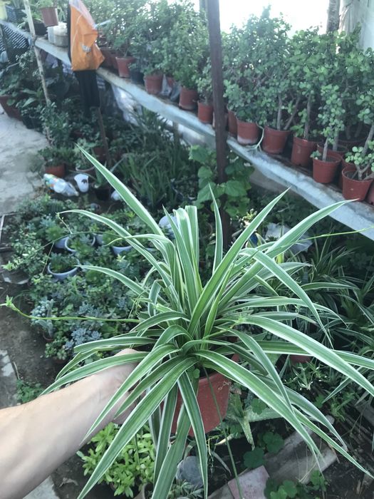 Xlarafitum havo tozalashga zor