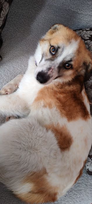 Пристраивается пёсель в хорошие руки.