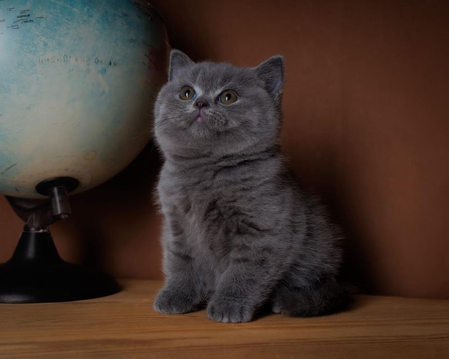 Британские плюшевые элитные котята