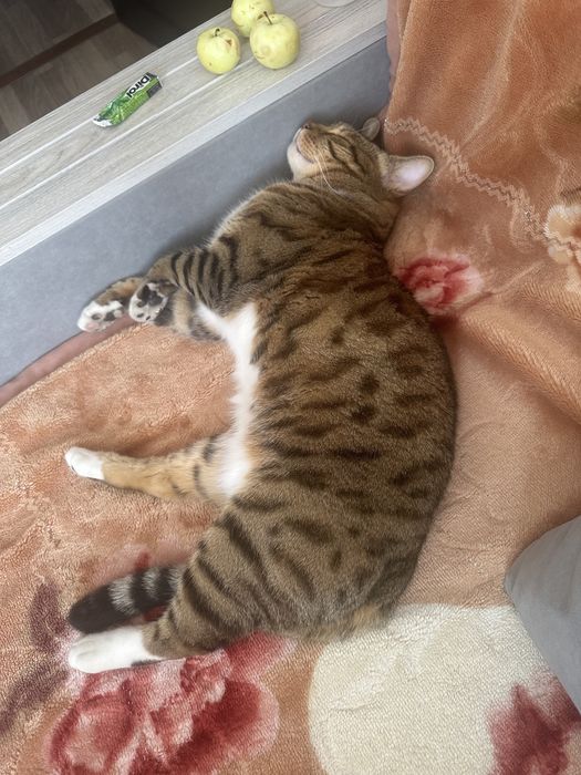 Отдам кота в добрые руки