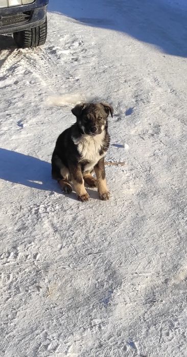 Отдам щенка в добрые руки