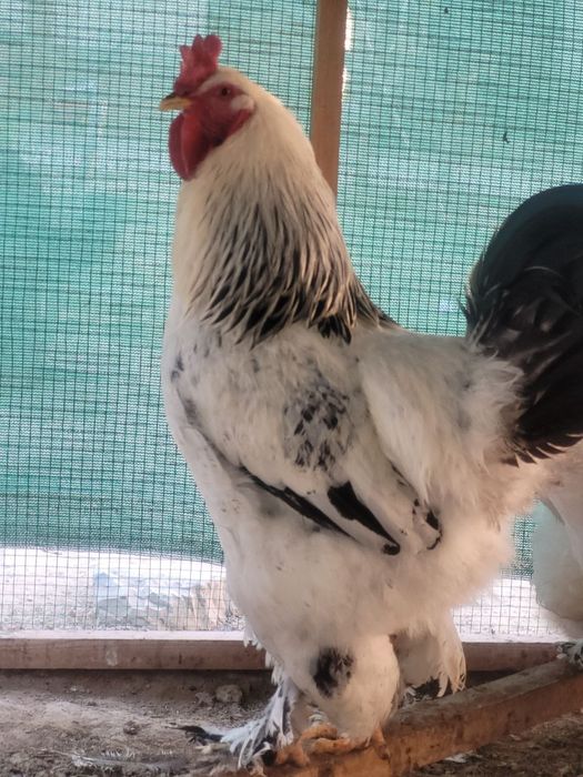 Amerkandkiy brama juja va tuxumlari sotiladi