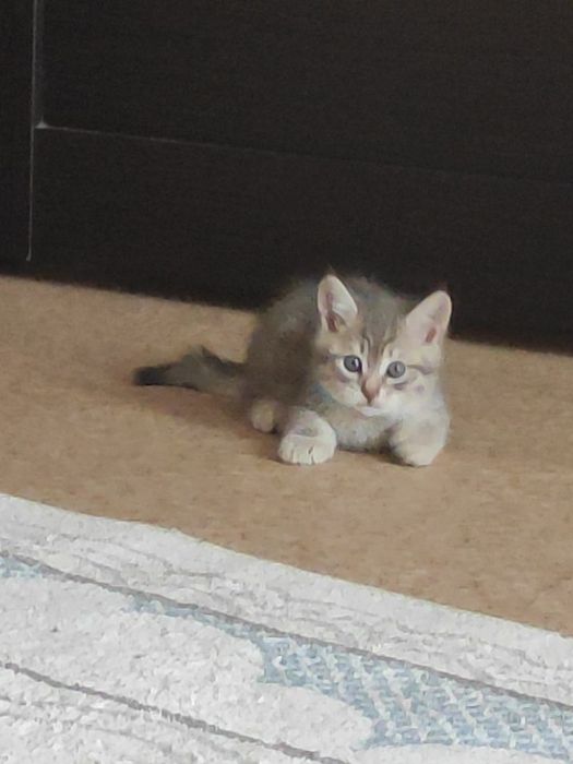 отдам котенка в добрые руки