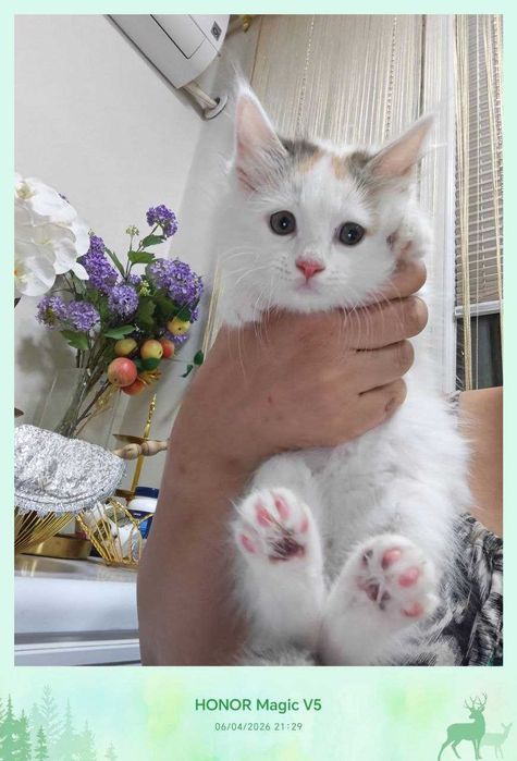 Котенок домашний, 4 месяца