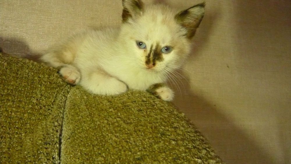 Отдам кошечку девочка метис