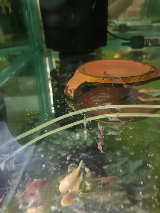 Сомики анциструсы