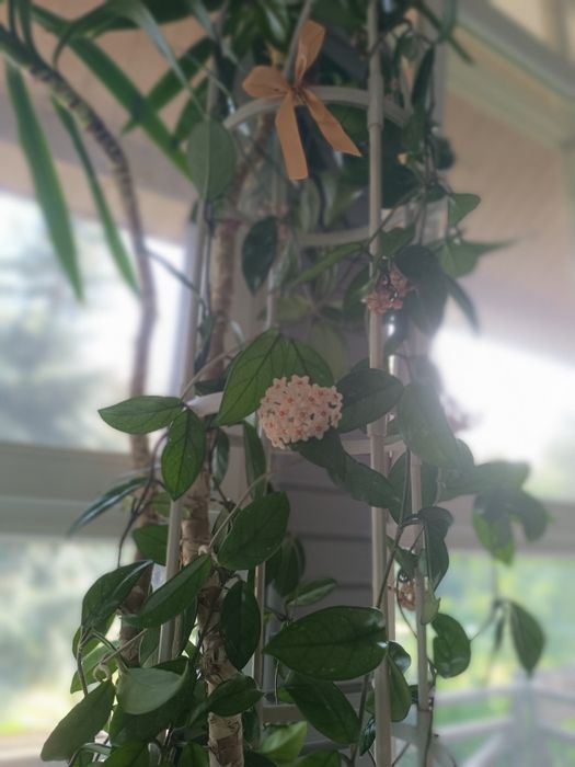 Пальма в компании с хойей.