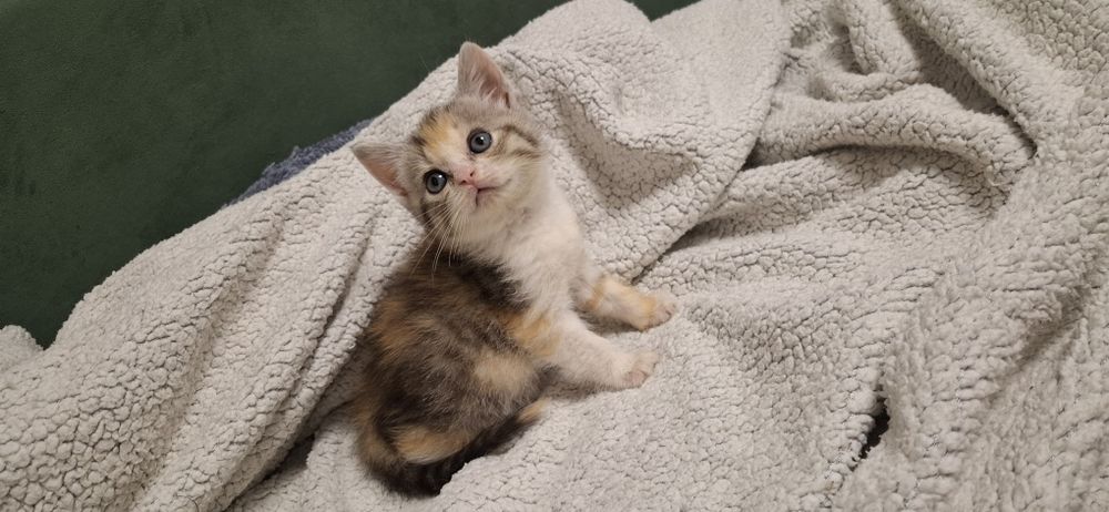 Скоттиш страйт девочка