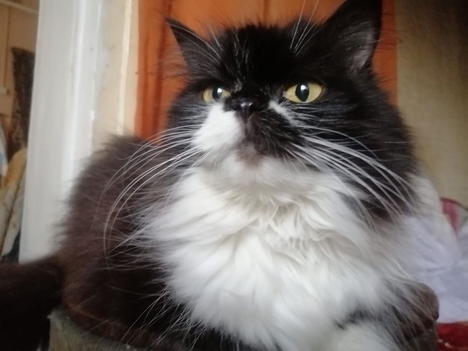 Отдам в хорошие руки котят!