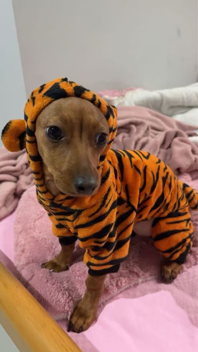 Donez pui in jur de 6 luni