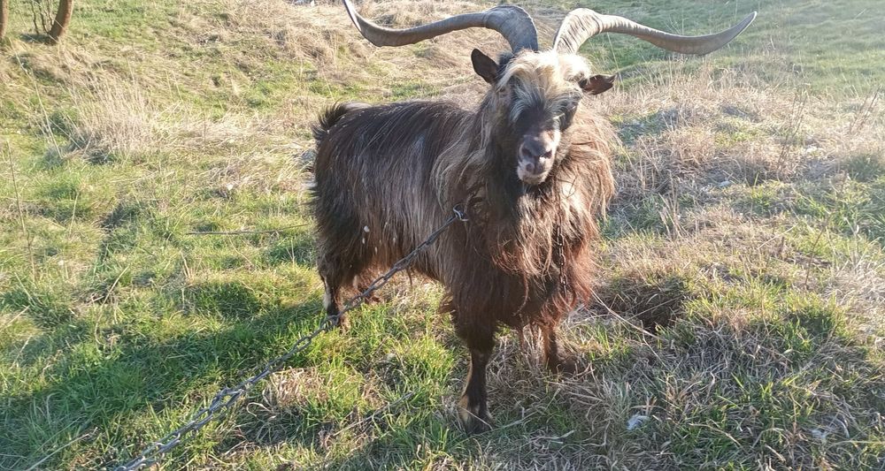 Capre si țap de vanzare