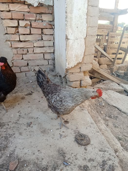 Тауық шаруашылығы