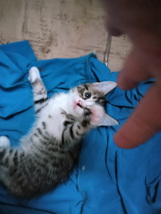 Отдам в хорошие руки