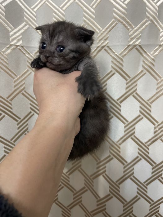 Шотландская вислоухая