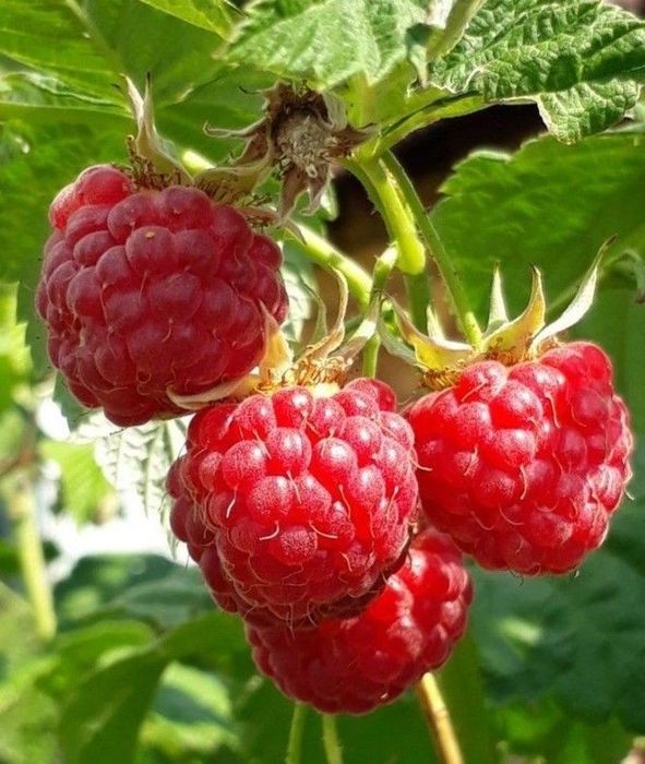 Arbuști Fructiferi (Zmeur rosu )