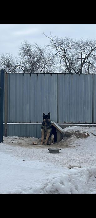 Овчарка.                            .