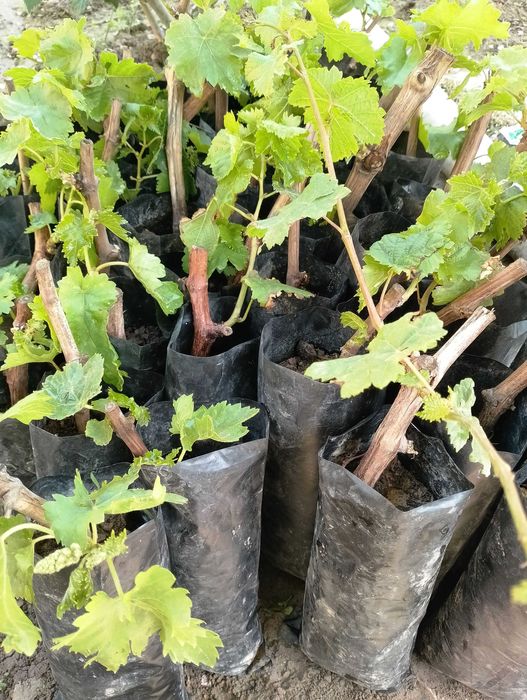 Аватар ва бошқа узумлар тувакларда ўсаётган холда.